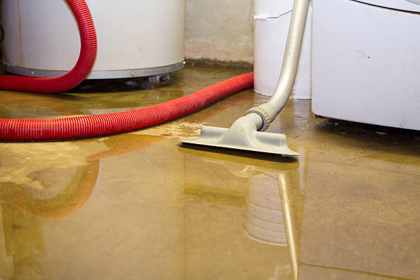 Best Mold removal after water damage  in Staunton, VA